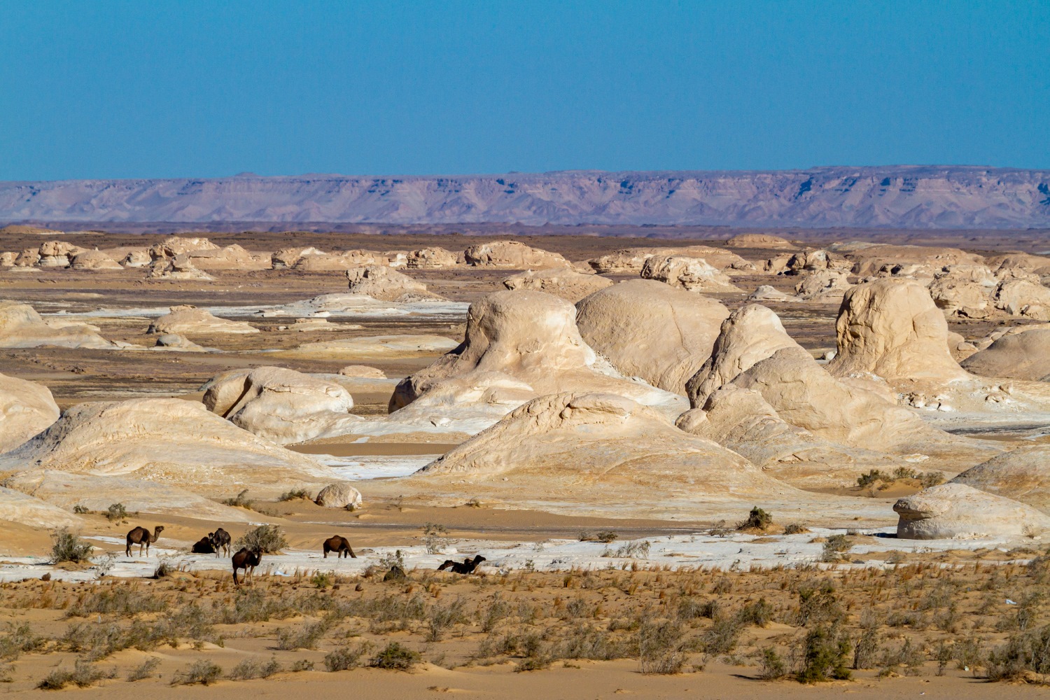 シーワ・オアシス(Siwa Oasis)の画像