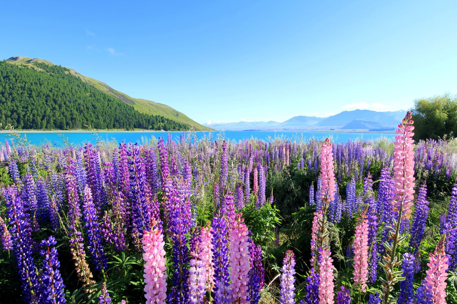 テカポ湖（Lake Tekapo）の画像