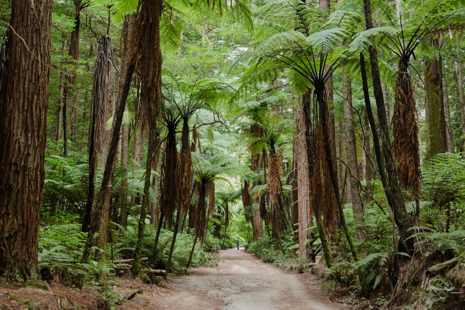 レッドウッド森林公園（Redwoods - Whakarewarewa Forest）の画像